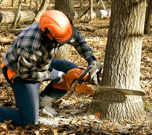 Tree Removal in Mesquite, TX